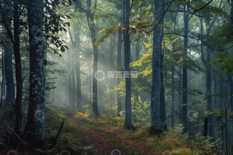 高清大图下载【趣麦麦图】树林森林光照美景