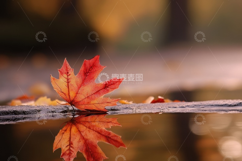 高清大图下载【趣麦麦图】积水边的一片落叶