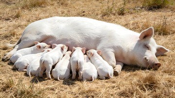 老母猪与小猪崽