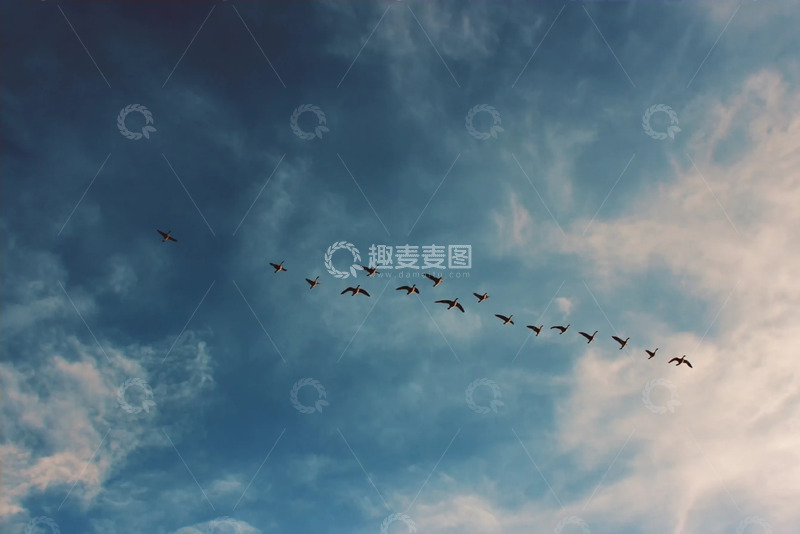 高清大图下载【趣麦麦图】一群迁徙的大雁高清摄影图