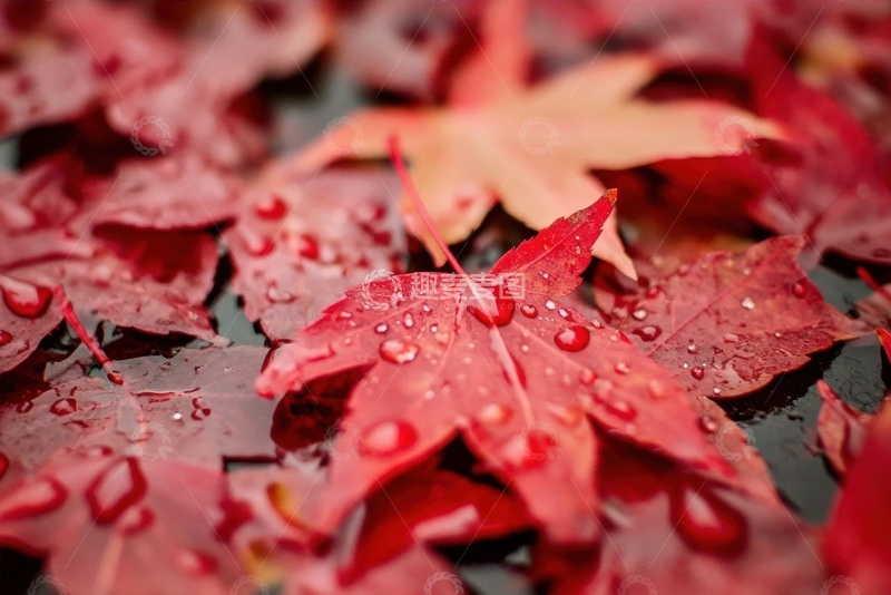 高清大图下载【趣麦麦图】落地的红色枫叶露水