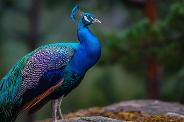 站在石头上的蓝孔雀高清摄影图
