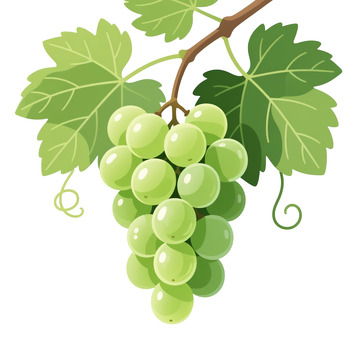 手绘风格青葡萄插画透明PNG