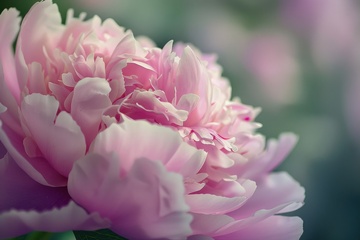 盛开的粉色的牡丹花