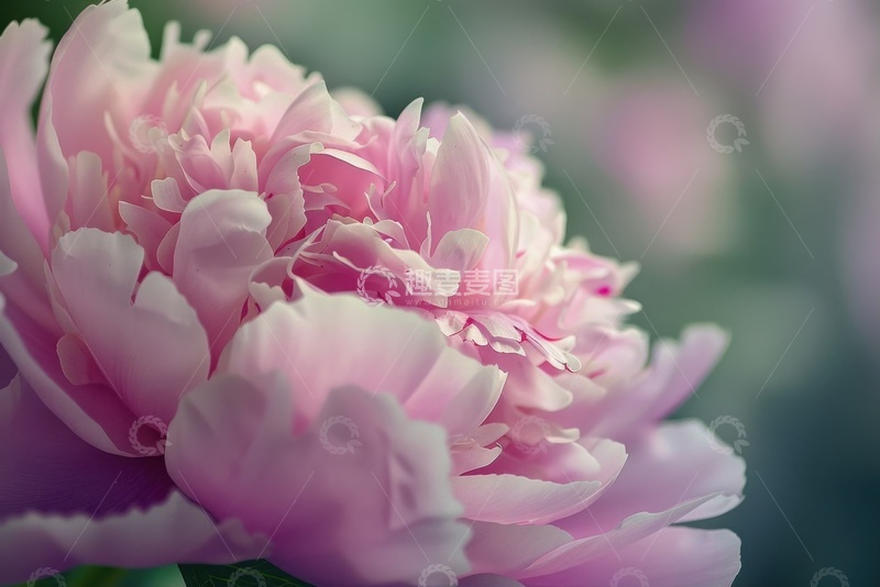 高清大图下载【趣麦麦图】盛开的粉色的牡丹花