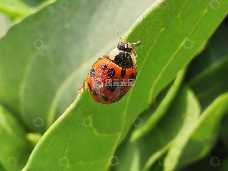 高清大图下载【趣麦麦图】绿叶上的甲壳虫