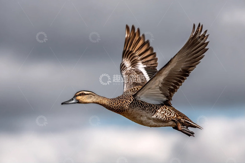 高清大图下载【趣麦麦图】在天空中飞翔的野鸭子特写