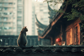 在中国古建筑房顶的小猫