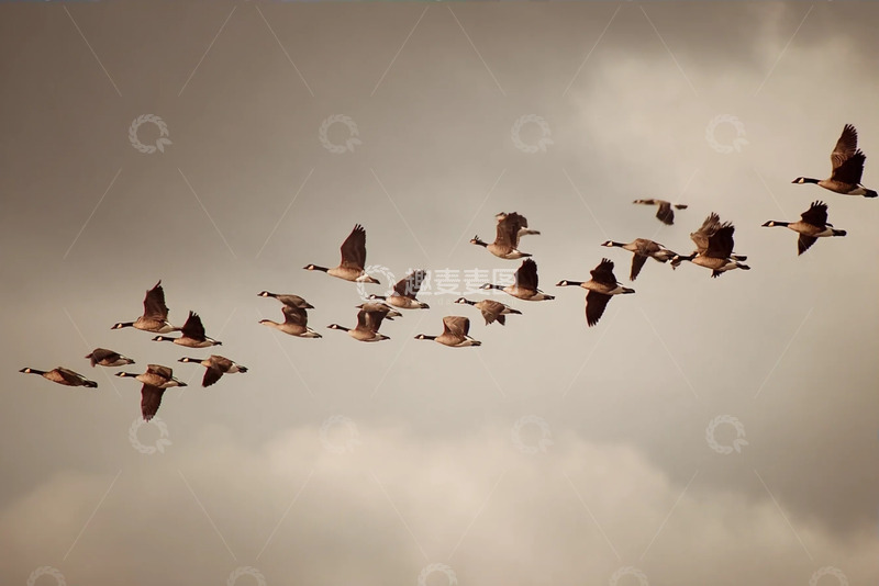 高清大图下载【趣麦麦图】天空中飞翔的大雁
