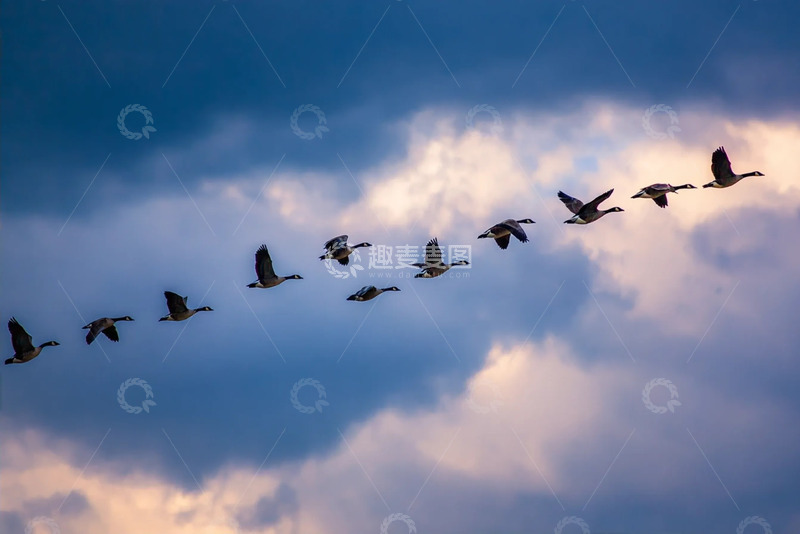 高清大图下载【趣麦麦图】排成一排飞翔的大雁