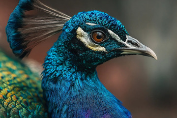 美丽的蓝孔雀高清特写摄影图
