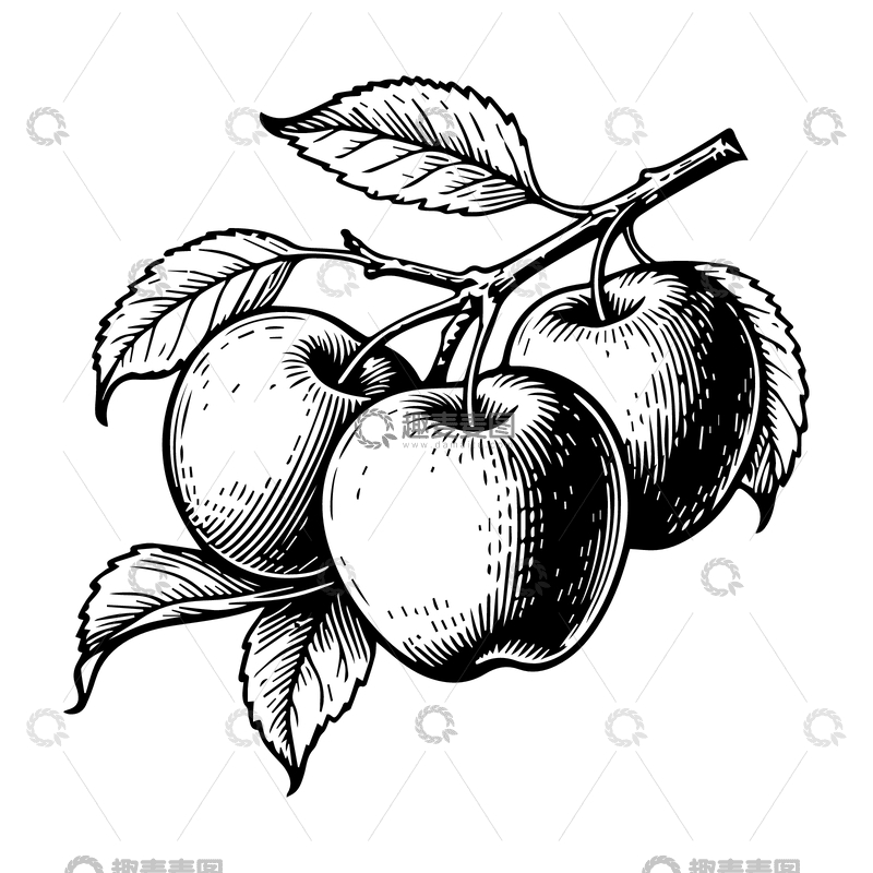源文件下载【趣麦麦图】黑白线描苹果插画素材