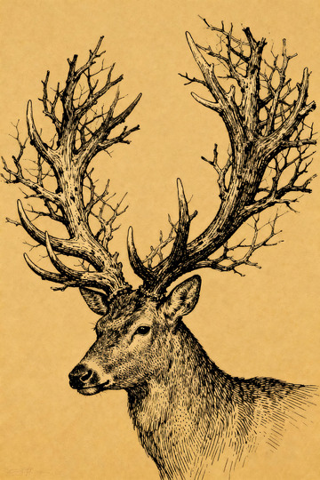 鹿头素描钢笔画3