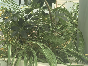 绿色植物室内景观