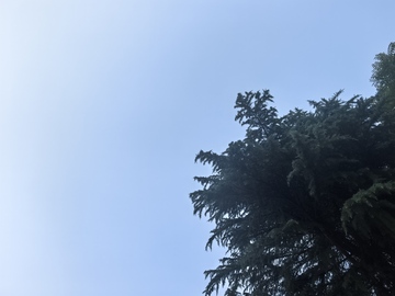 蓝天树木剪影自然景观