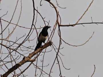 树枝上站立的鸟