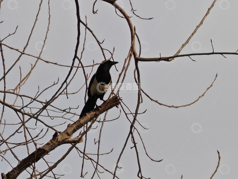高清大图下载【趣麦麦图】树枝上站立的鸟