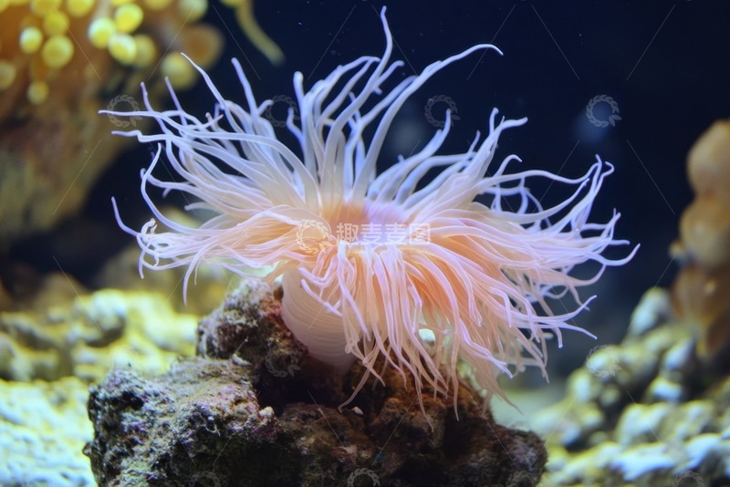 高清大图下载【趣麦麦图】大海里的珊瑚虫摄影