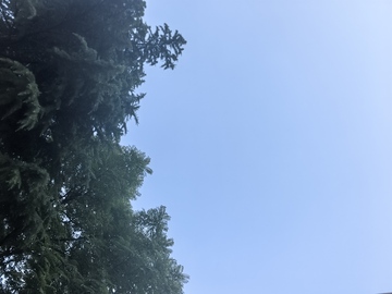 蓝天绿树自然风景