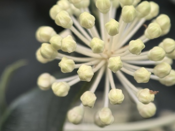 植物花朵特写微距摄影