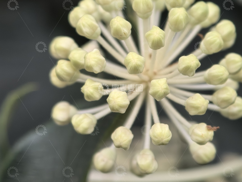 高清大图下载【趣麦麦图】植物花朵特写微距摄影