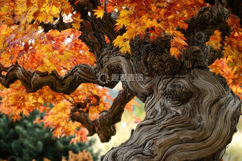 高清大图下载【趣麦麦图】一颗巨大的枫树