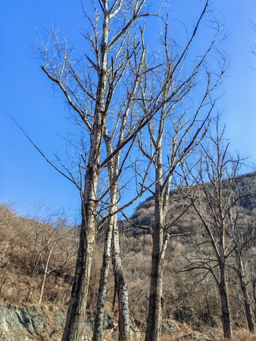 枯树山景冬季风光摄影