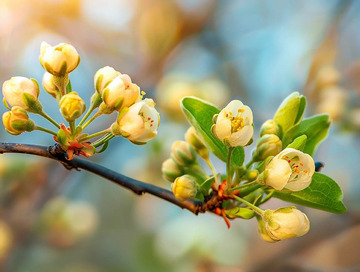 盛开的梨花特写摄影图