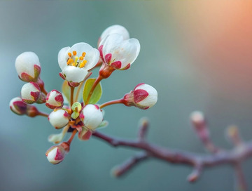 美丽的梨花摄影图