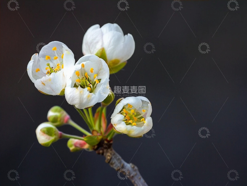 高清大图下载【趣麦麦图】美丽盛开的白色花朵