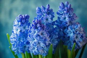 盛开的蓝紫色风信子