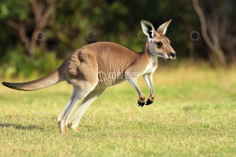 高清大图下载【趣麦麦图】草地上蹦跳的袋鼠
