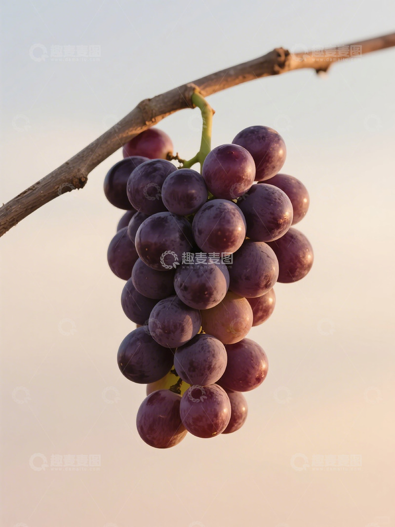 高清大图下载【趣麦麦图】紫葡萄熟透美景摄影