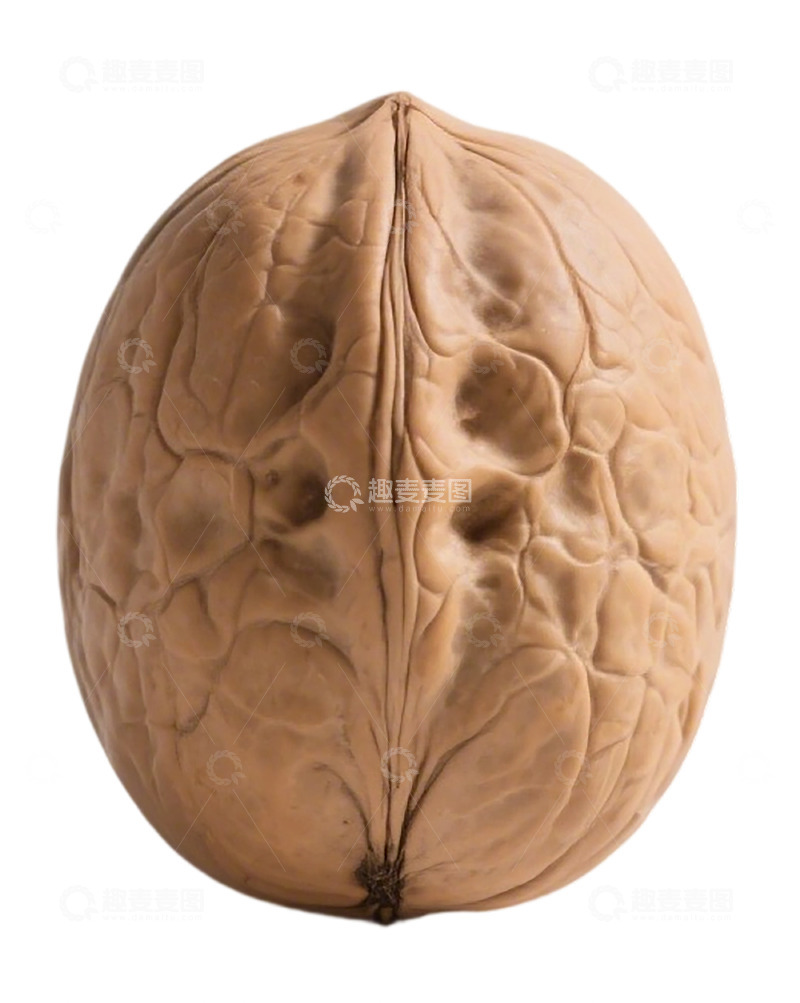 高清大图下载【趣麦麦图】人脑模型解剖教学用素材