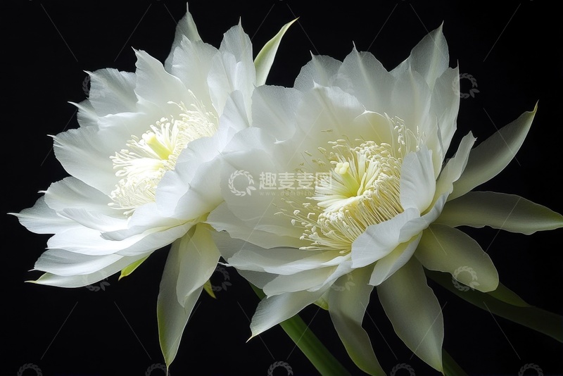 高清大图下载【趣麦麦图】盛开的两朵昙花