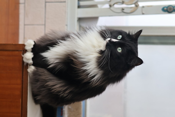 奶牛猫咪可爱姿态