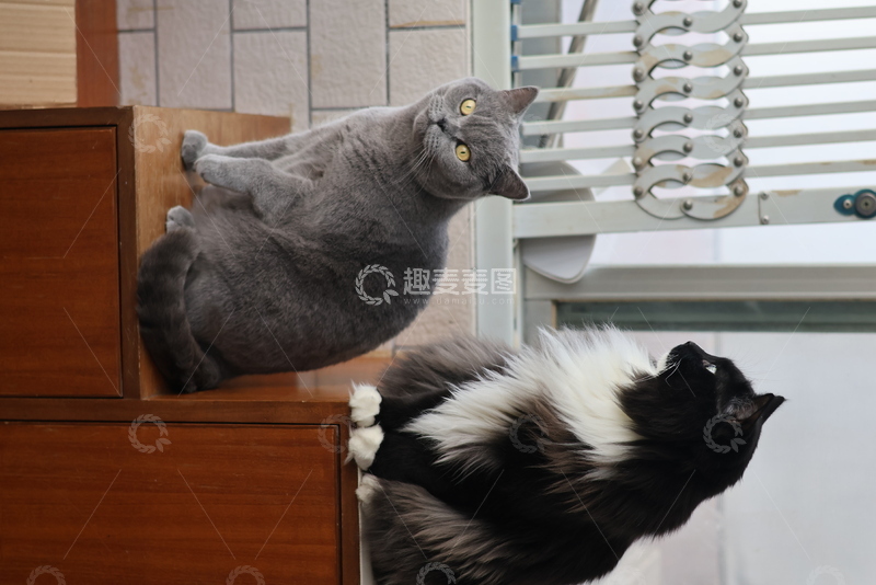 高清大图下载【趣麦麦图】室内猫咪互动场景摄影图片