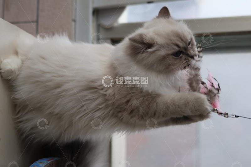 高清大图下载【趣麦麦图】宠物猫玩耍瞬间