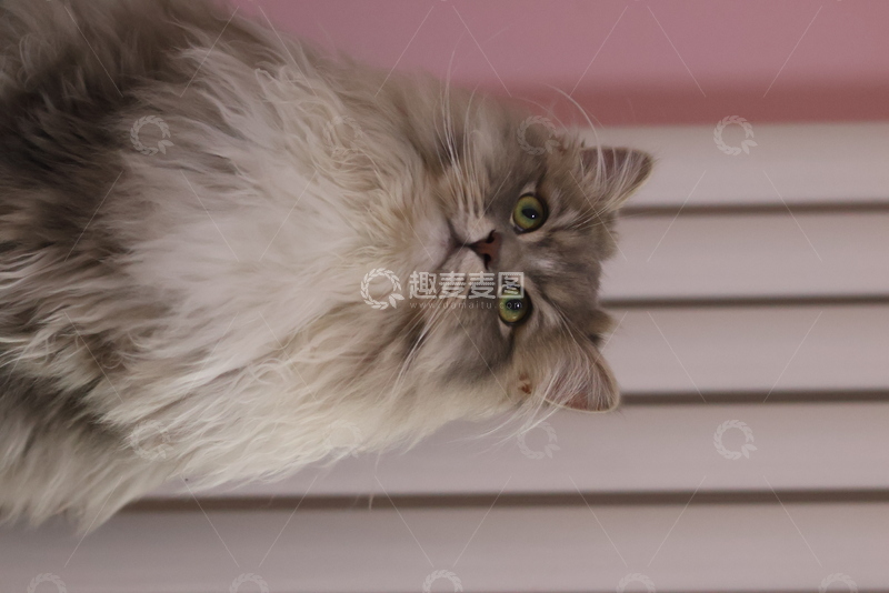 高清大图下载【趣麦麦图】布偶长毛猫特写
