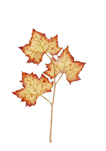 水彩枫叶秋意浓