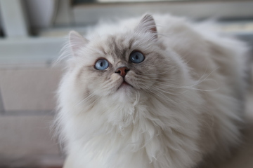 萌宠波斯猫特写摄影图片