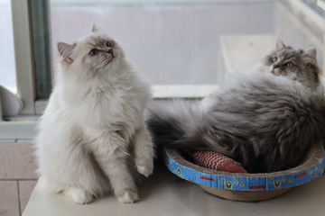 窗台猫咪生活照