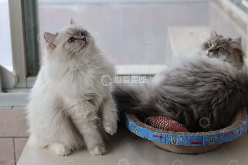高清大图下载【趣麦麦图】窗台猫咪生活照