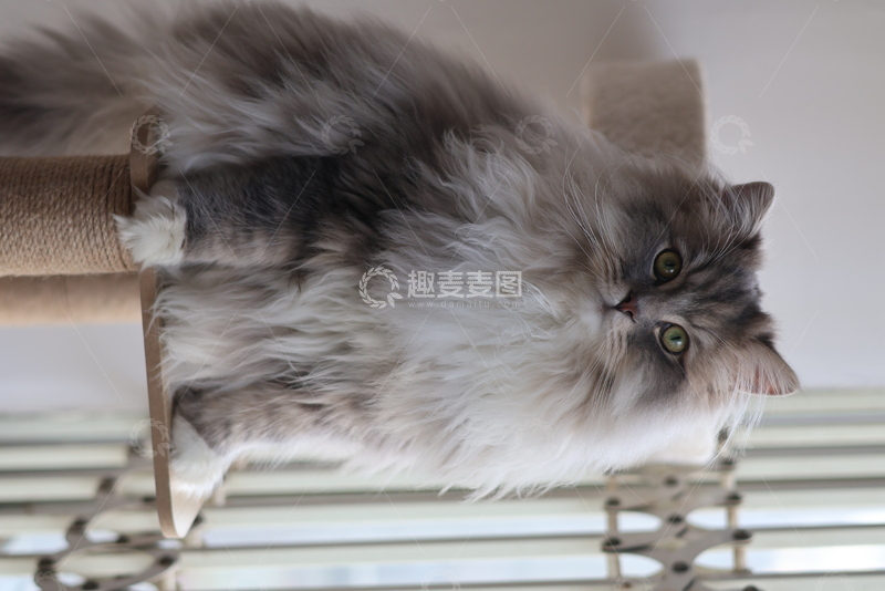 高清大图下载【趣麦麦图】悠闲长毛猫卧架摄影