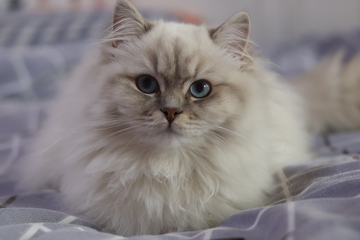 萌宠长毛猫特写壁纸