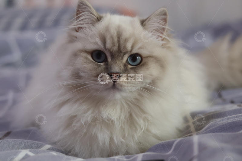 高清大图下载【趣麦麦图】萌宠长毛猫特写壁纸