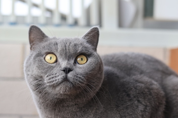 灰色猫咪特写摄影