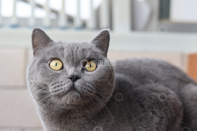 高清大图下载【趣麦麦图】灰色猫咪特写摄影