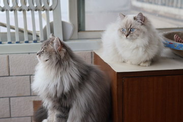 阳台猫咪悠闲生活场景摄影