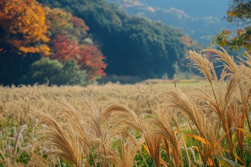 田地森林自然美景